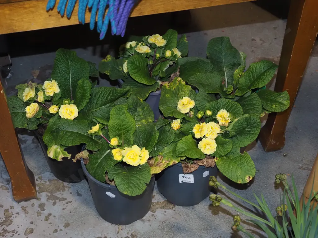 5x potted yellow primroses Image 1++