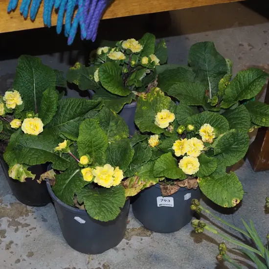 5x potted yellow primroses