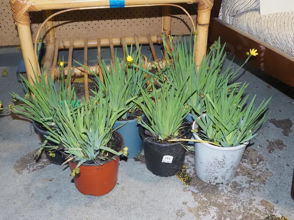 assorted yellow eyed grasses Image 1++