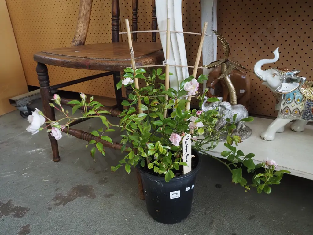 potted rambling rose Image 1++