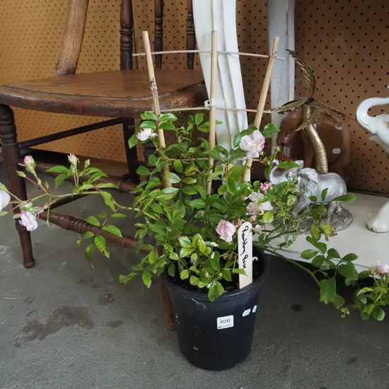 potted rambling rose