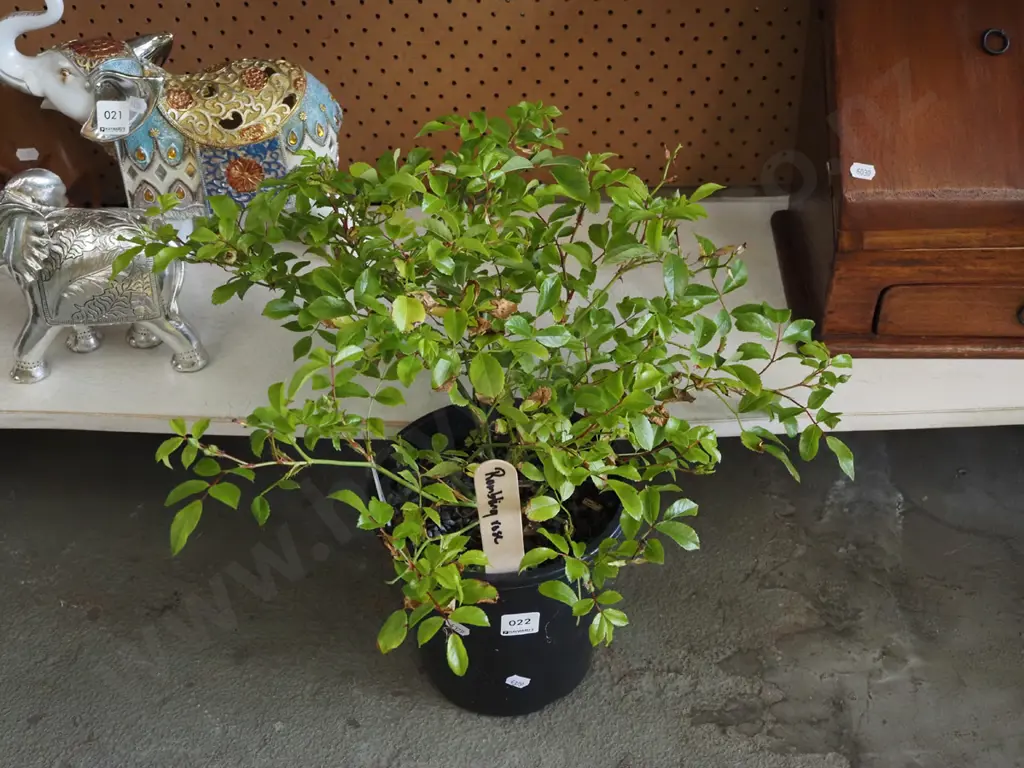potted rambling rose Image 1++