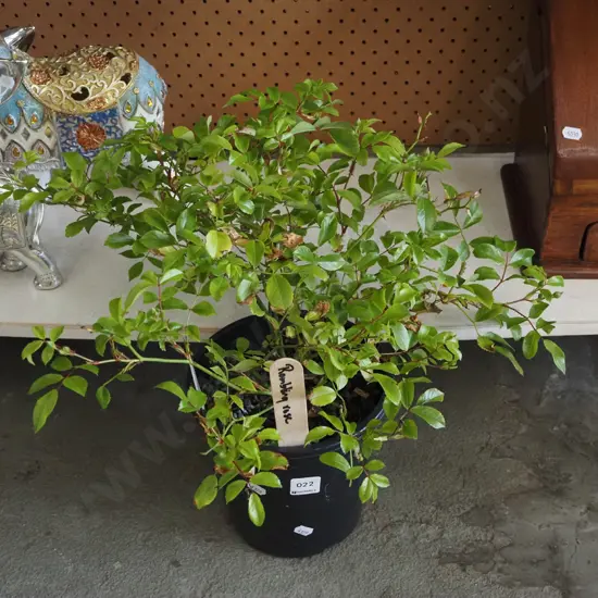 potted rambling rose