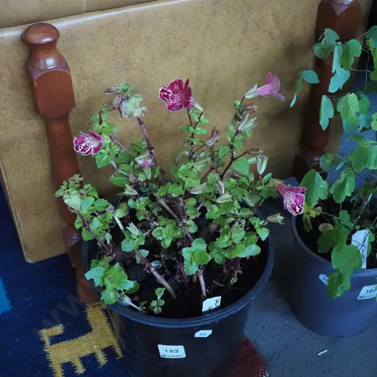 potted Salpiglossis - painted tongue