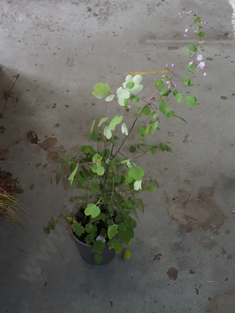 potted Thalictrum - meadow rue Image 1++