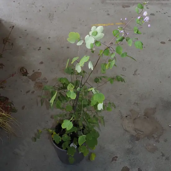 potted Thalictrum - meadow rue