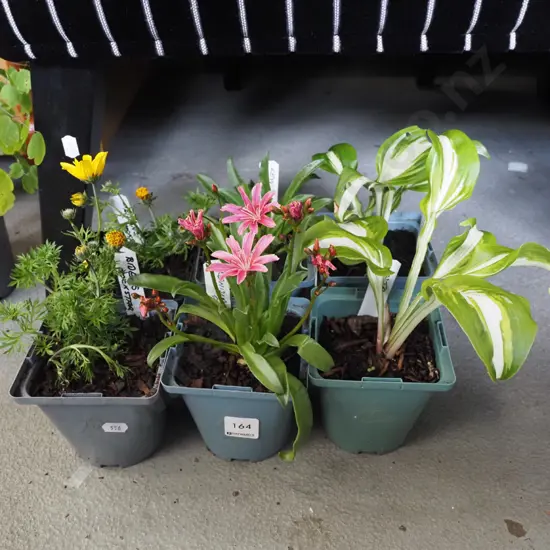 potted plants - bidens - rock star, lewisia pink, hostas
