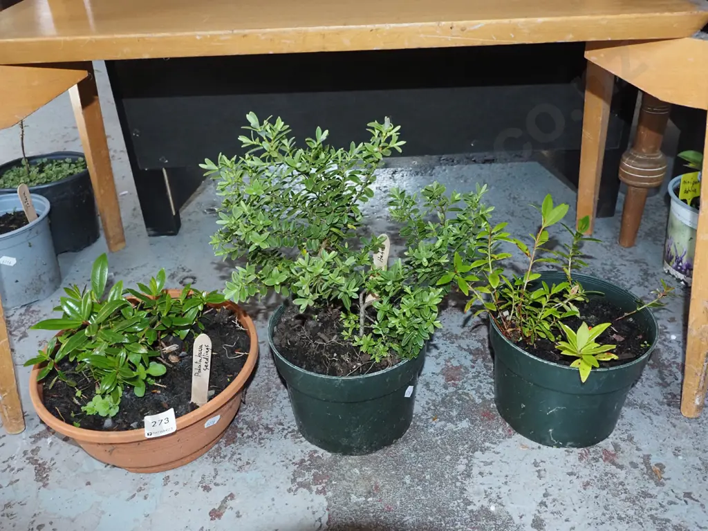 2x tubs of pohutakawa seedlings, hebe Image 1++