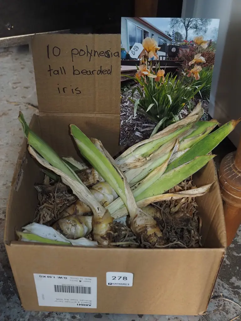 box; 10x Polynesian tall bearded irises Image 1++