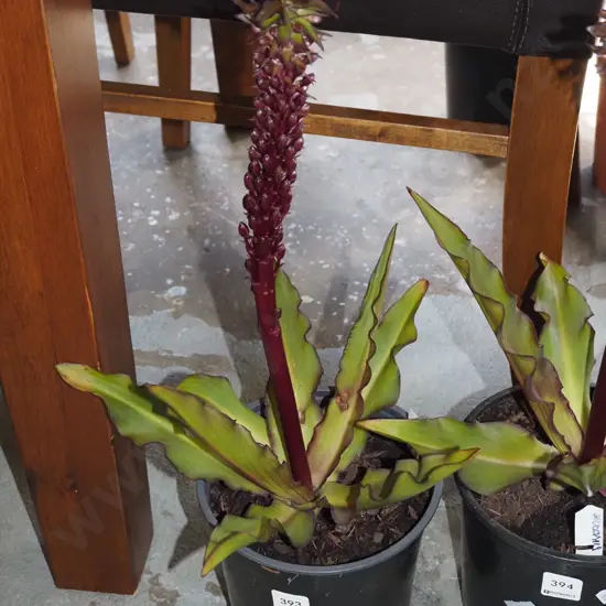 potted pineapple lily