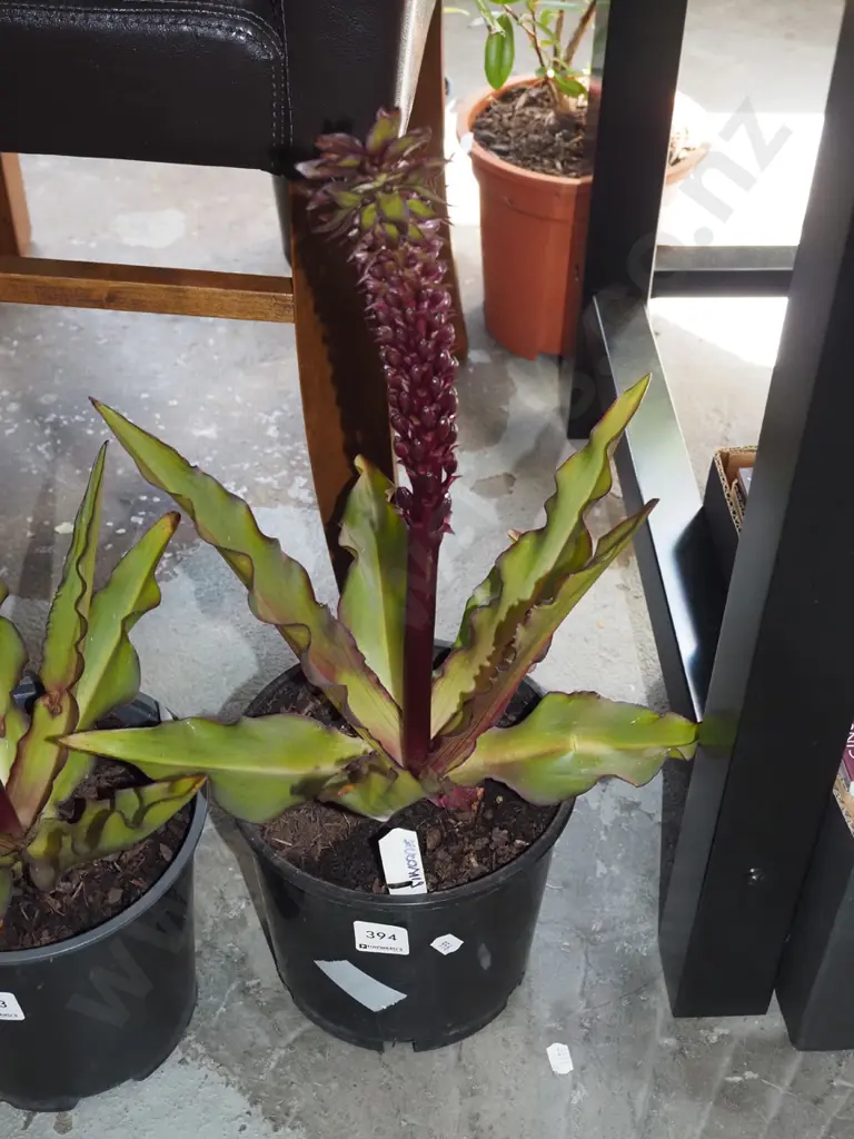 potted pineapple lily Image 1++