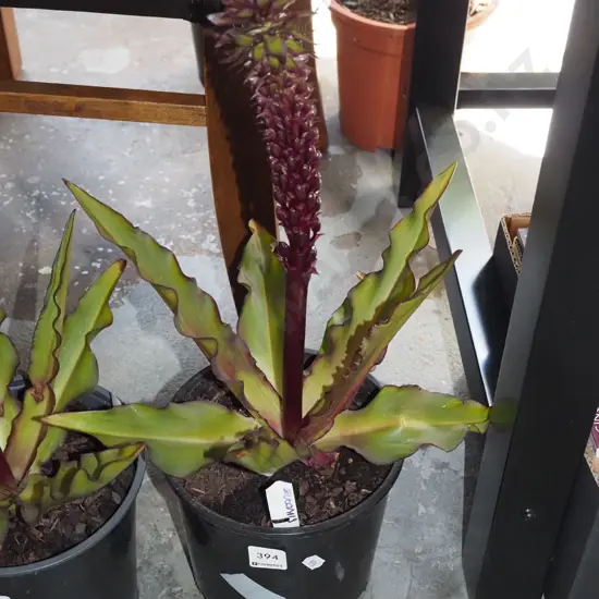 potted pineapple lily