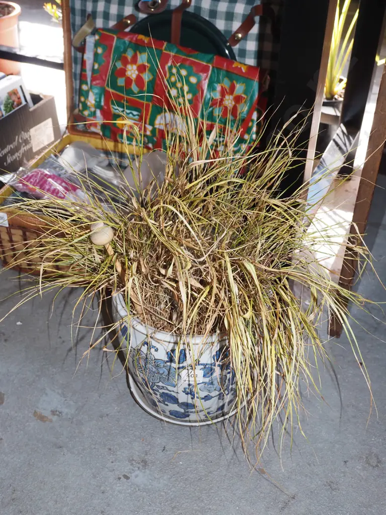 grasses in blue and white planter with drip tray Image 1++
