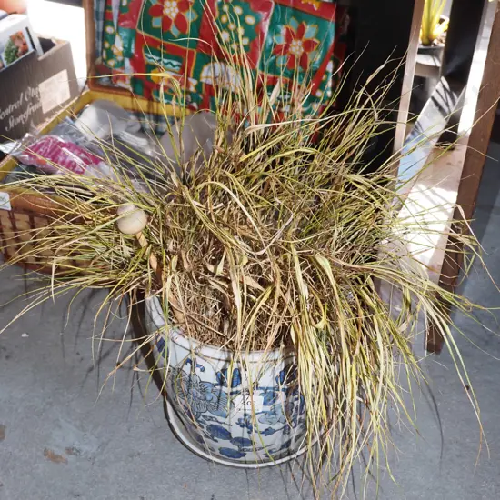 grasses in blue and white planter with drip tray