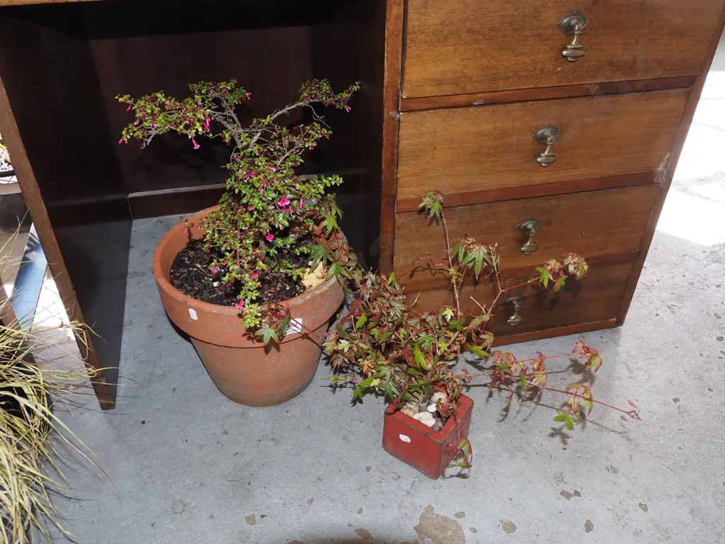 bonsai maple in red glazed planter, pink flowering plant in terracotta planter Image 1++