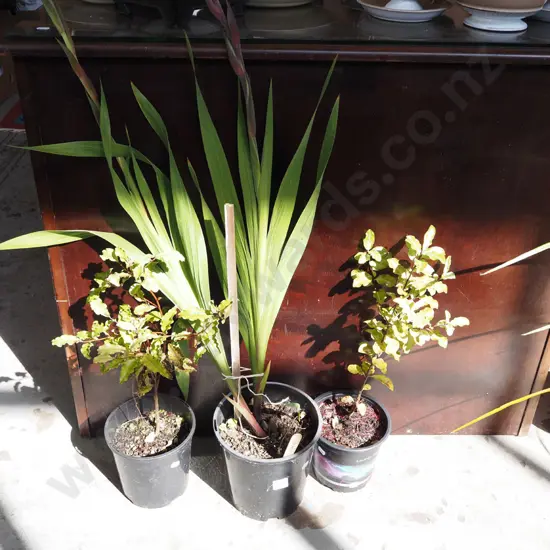 2x potted koro, potted gladioli