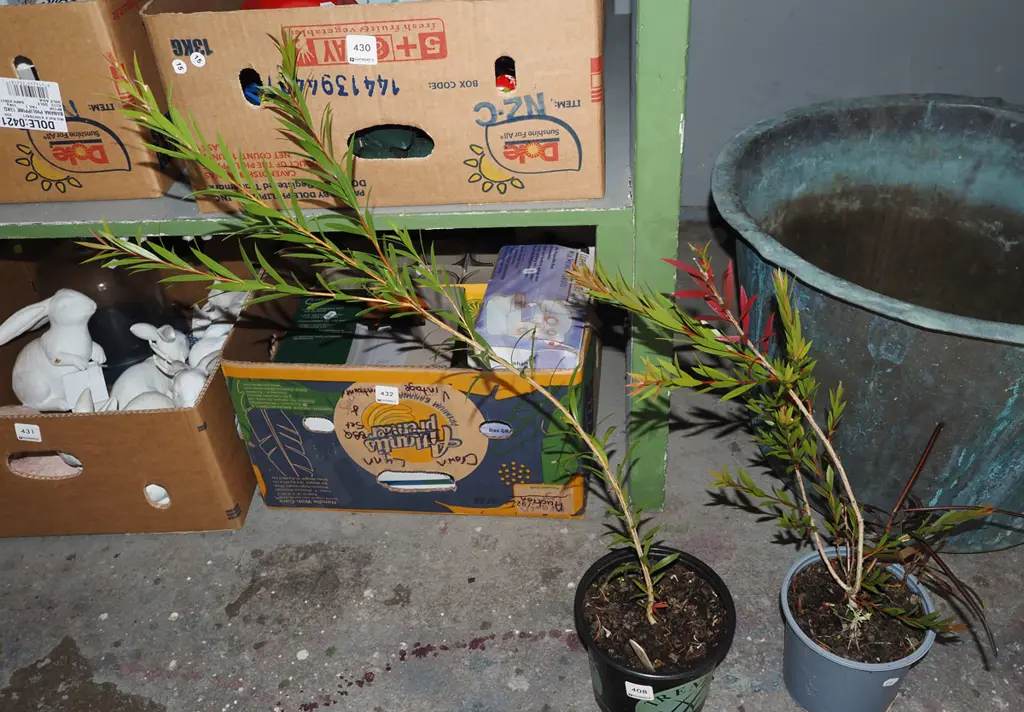 2x potted bottle brushes Image 1++