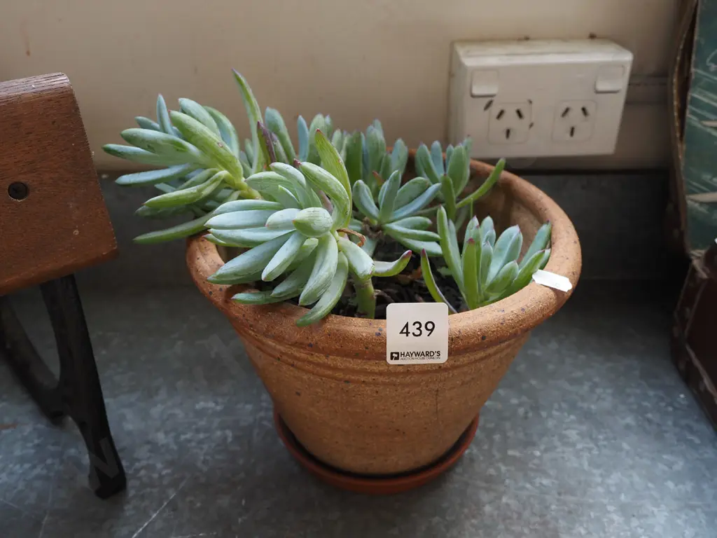 potted succulent Image 1++