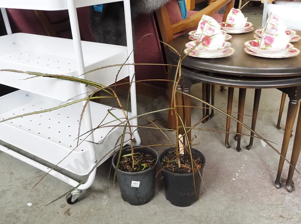 2x potted lancewoods Image 1++