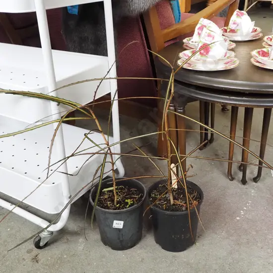 2x potted lancewoods