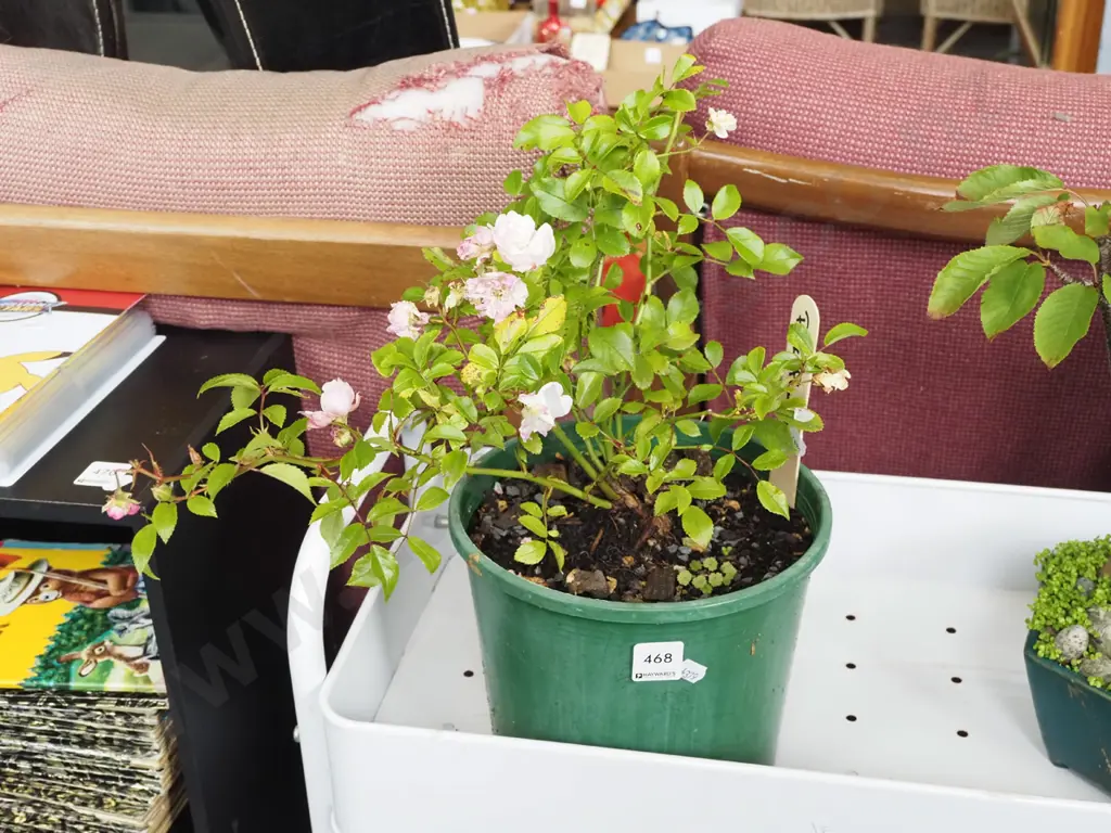 potted pink flowering rambling rose Image 1++