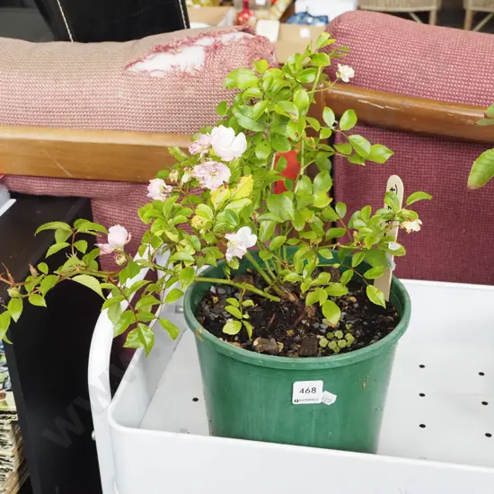 potted pink flowering rambling rose