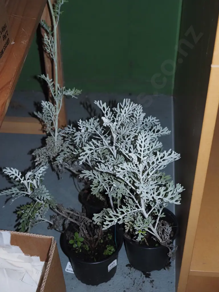 3x potted silver dust plants Image 1++