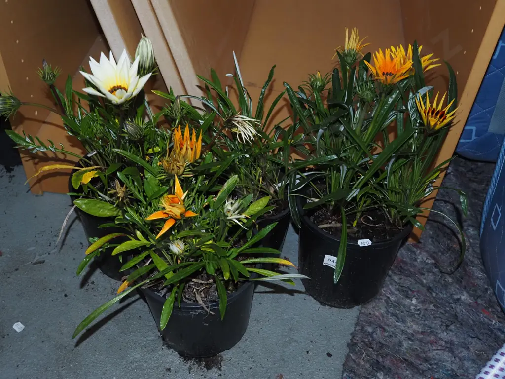 4x potted daisies Image 1++