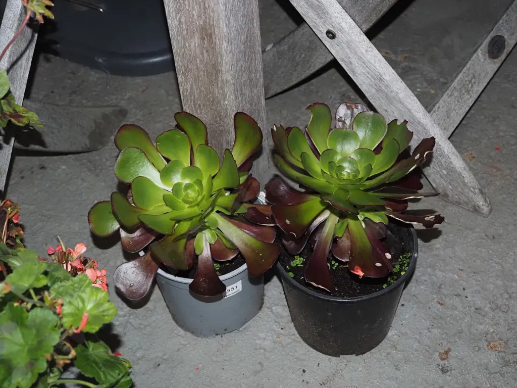 2x potted succulents Image 1++