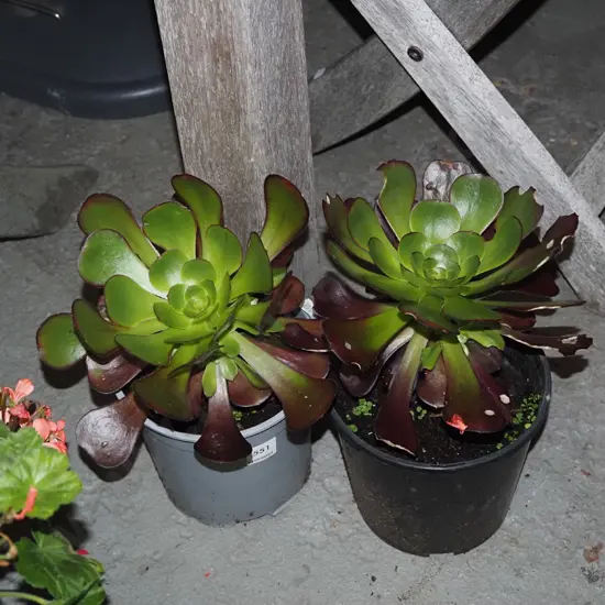 2x potted succulents