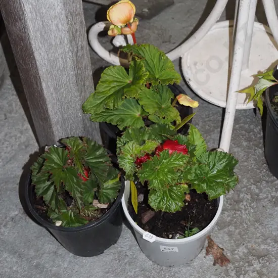 3x potted begonias