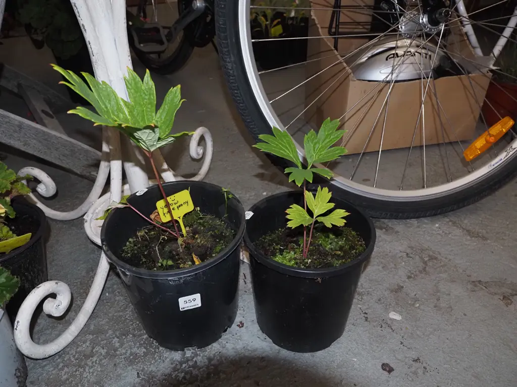 2x potted yellow tree peony Image 1++