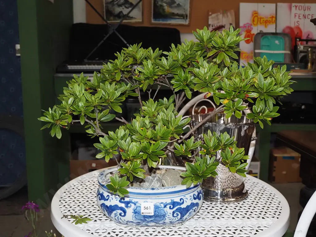 camelia bonsai in blue and white planter Image 1++