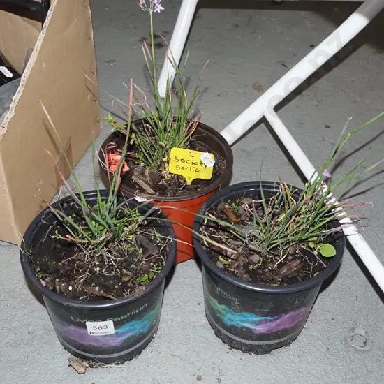 3x potted society garlic 