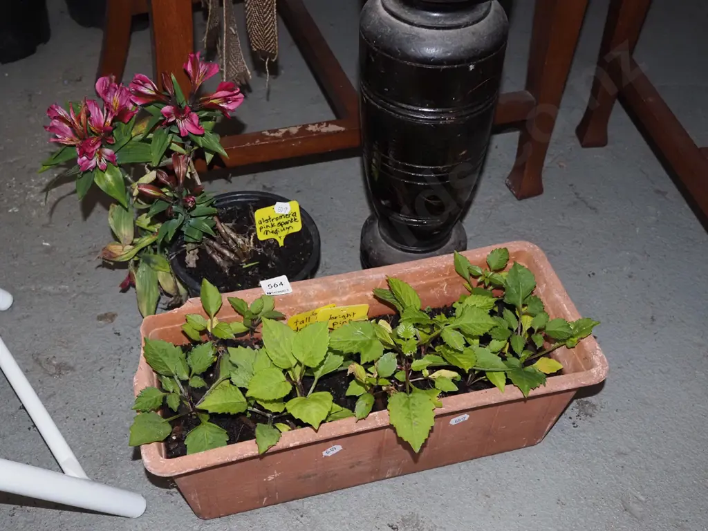 potted astromeria, trough of pink dahlias Image 1++