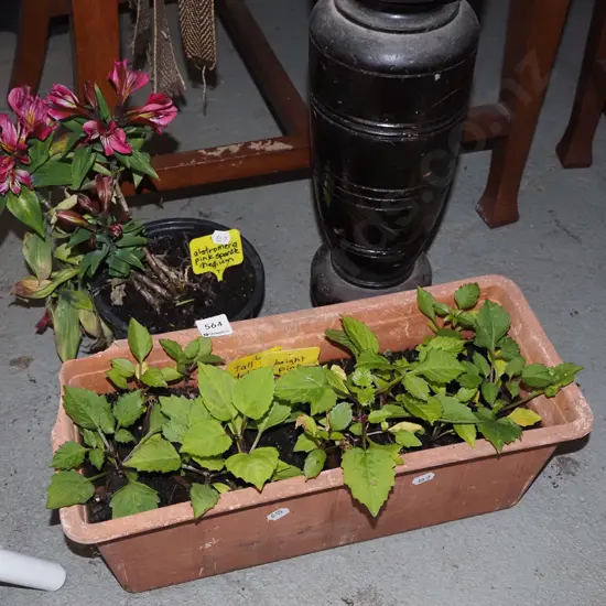 potted astromeria, trough of pink dahlias
