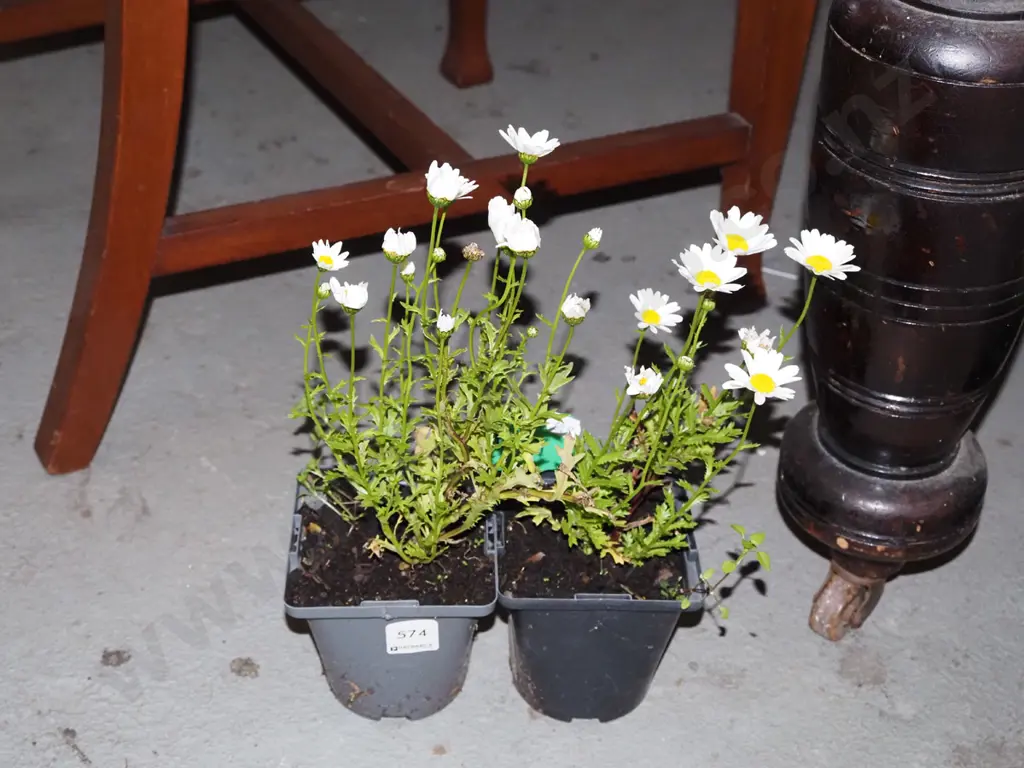 2x potted white and yellow daisies Image 1++
