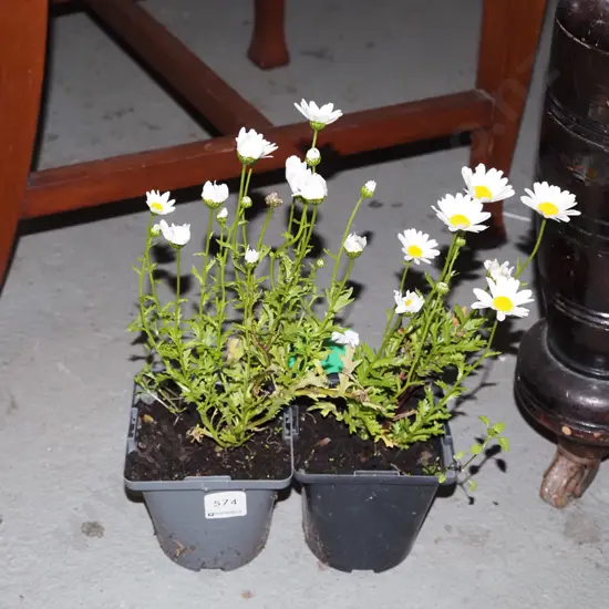 2x potted white and yellow daisies