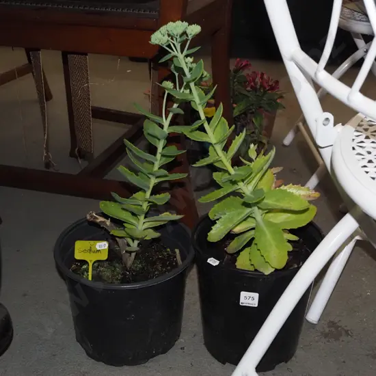 2x potted sedums