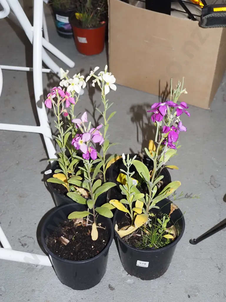 4x potted stock plants Image 1++