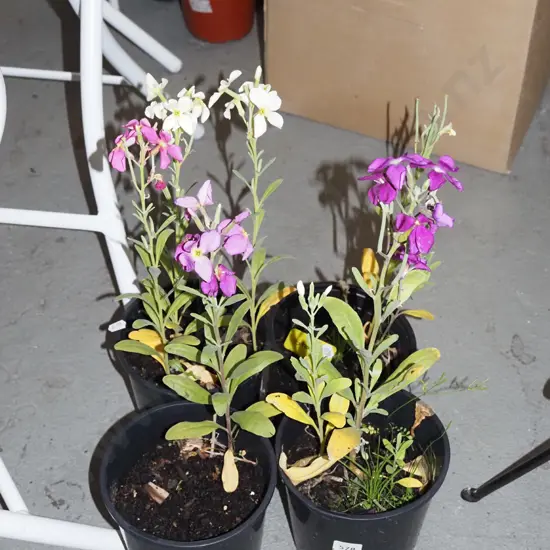 4x potted stock plants