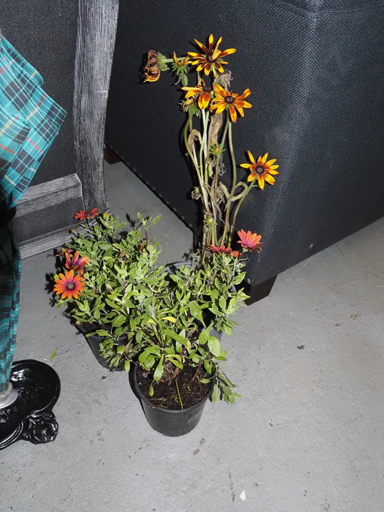 3x potted daisies Image 1++