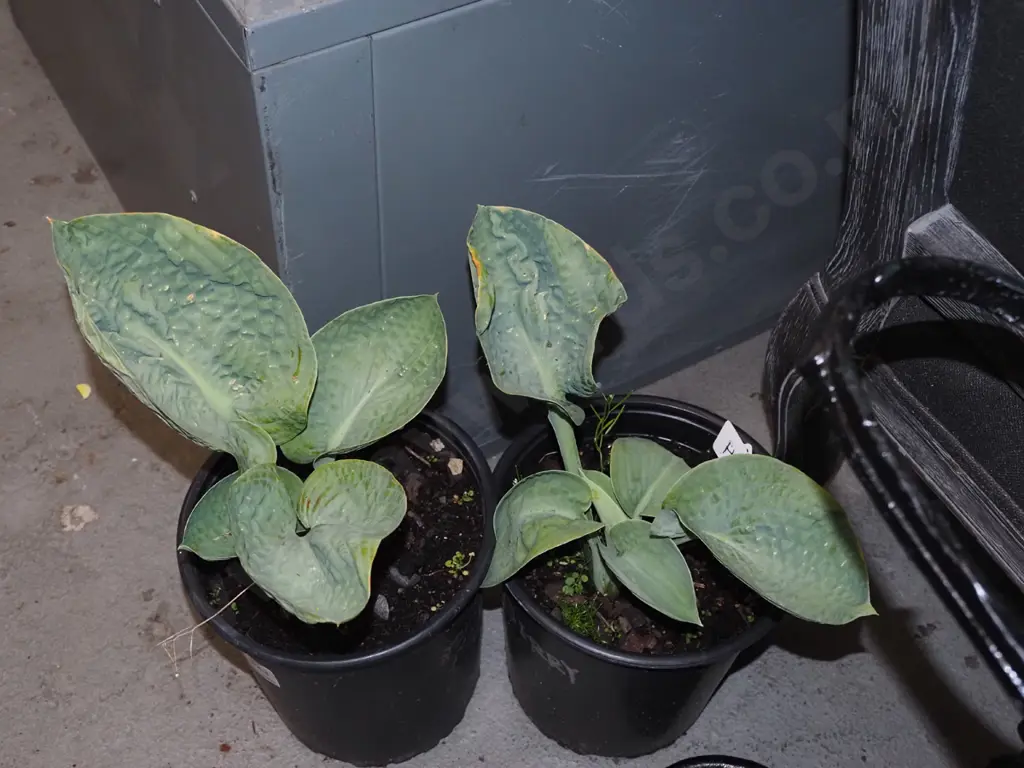 2x potted hostas Image 1++
