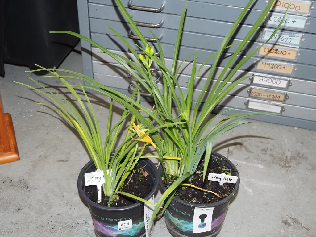2x potted day lillies Image 1++