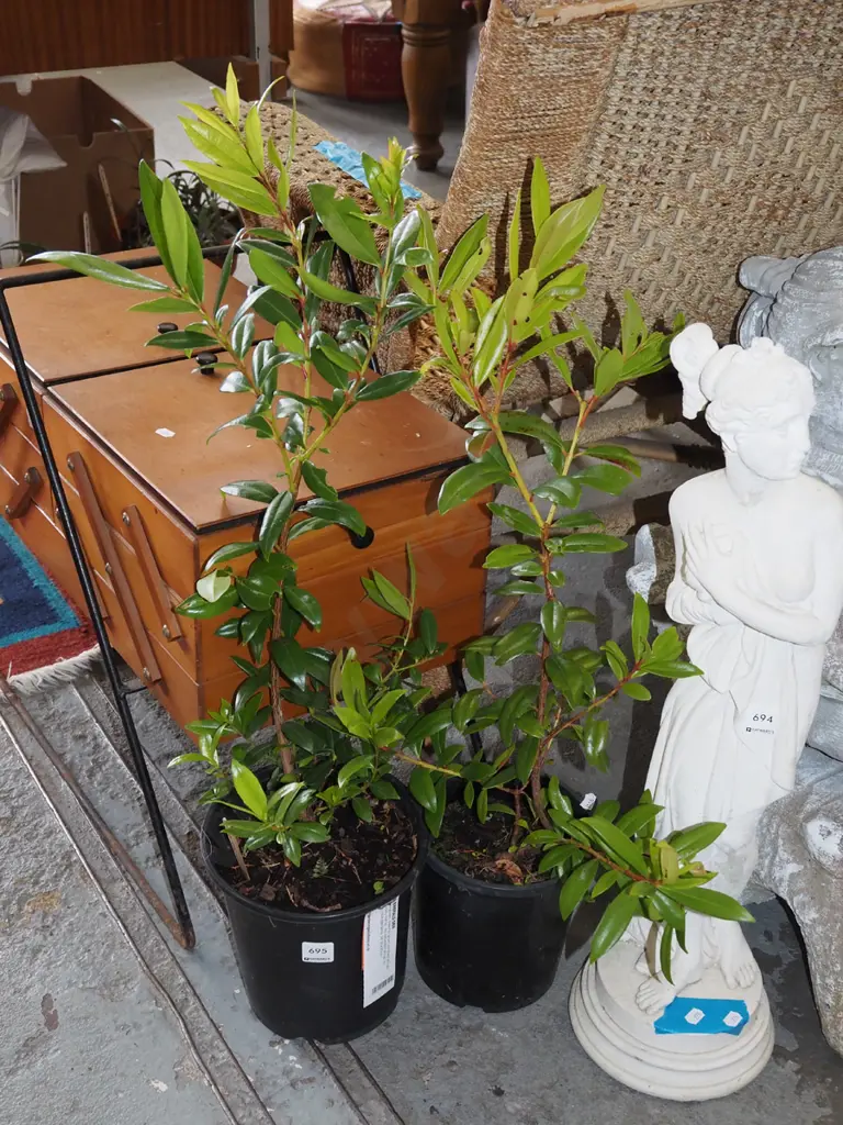 2x potted pohutukawa Image 1++