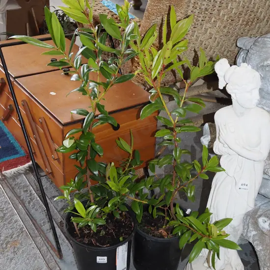 2x potted pohutukawa