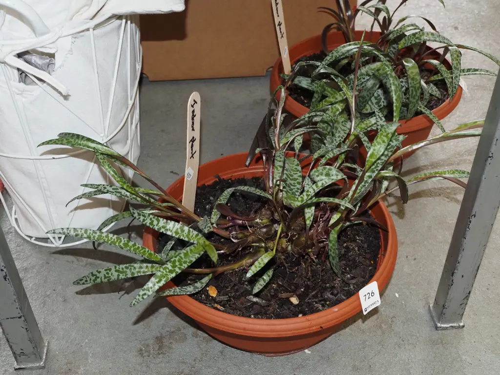 potted indoor leopard plant Image 1++
