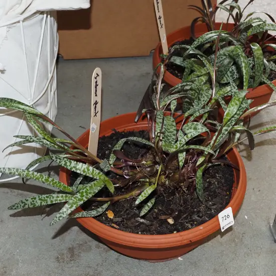potted indoor leopard plant