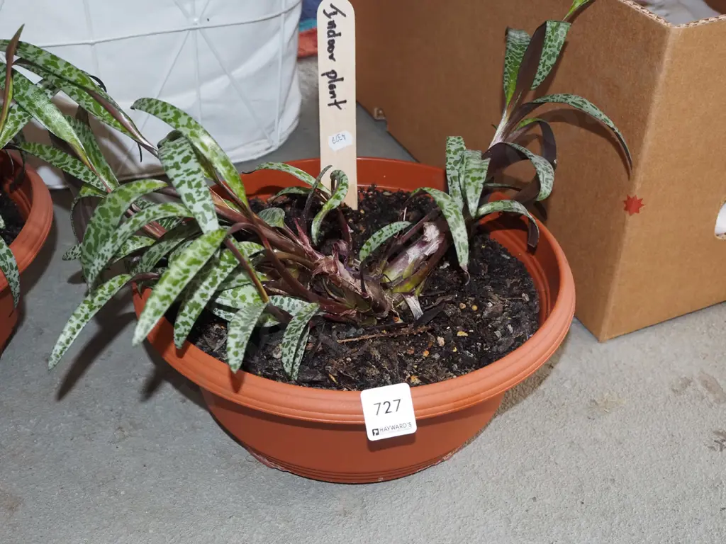 potted indoor leopard plant Image 1++