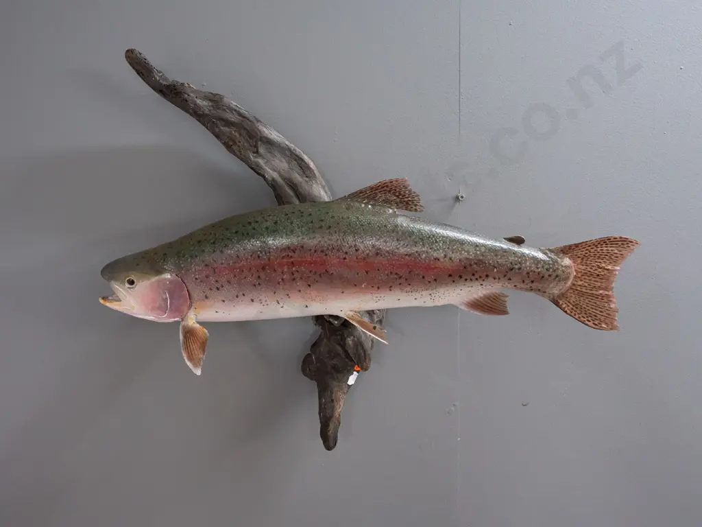 wall hanging taxidermy trout on driftwood H-460 Fish L-540 Image 1++
